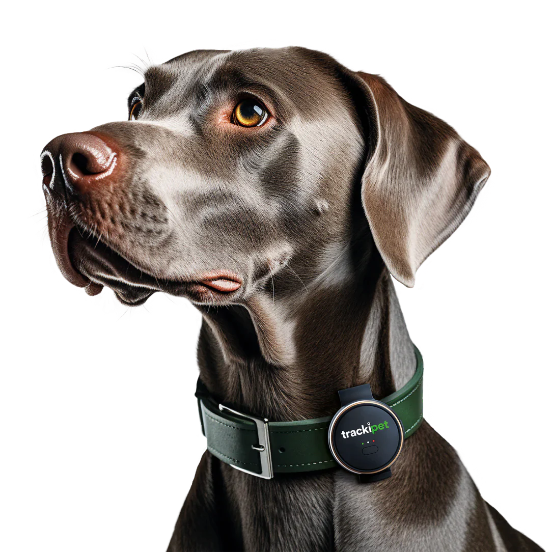 best dog tracker | best dog gps tracker | dog collar tracker | pet gps tracker